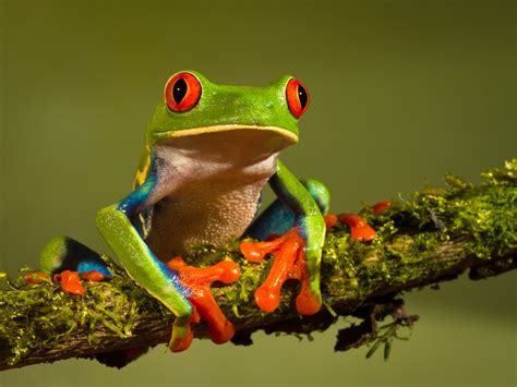 red eyed tree frog  worlds  amazing frogs
