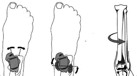 normal biomechanics   foot   loading response phase