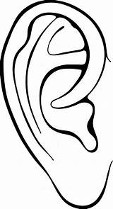Ears Anatomy Getdrawings Mensch Muhalifhaberim sketch template