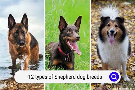types  shepherd dog breeds  pictures