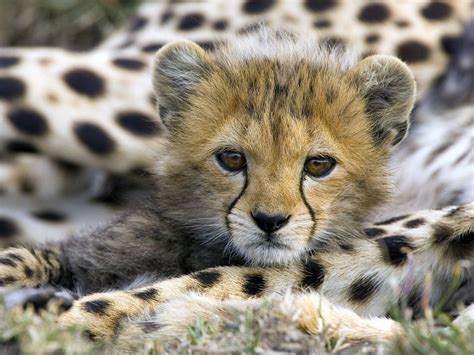 edge   plank cute animals baby cheetah cubs