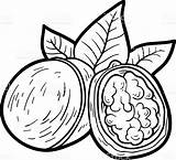 Walnut Drawing Coloring Pages Getdrawings sketch template