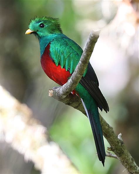 quetzal bird beauty  bird