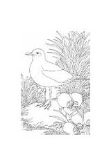 Coloring Pages Birds State Utah sketch template