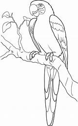 Parrot Coloring Pages Animals Color Printable Print sketch template