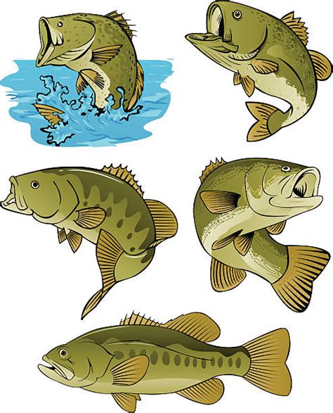 Best Sea Bass Illustrations Royalty Free Vector Graphics