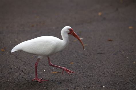 fileamerican white ibisjpg
