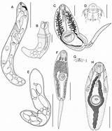 Trematodes Larval Cercaria Redia Immature µm sketch template