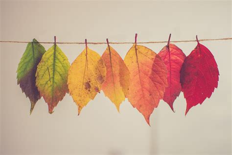 welke kleuren passen er bij een herfsttype groots