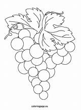 Coloring Grapes Grape Vineyard Pages Color Drawing Fruit Getcolorings Leaf sketch template