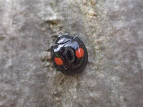 black with red spots what s my ladybird natural history society of