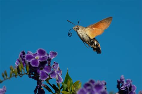 hummingbird hawk moth archives craig rogers