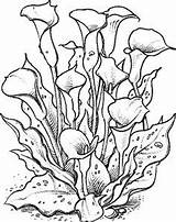 Calla Stamps Lily Flower Flowers Garden Painting Lilies Coloring Pages sketch template
