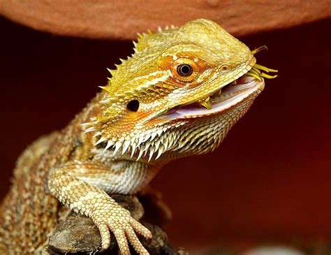 bearded dragons eat wax worms reptiles amphibians