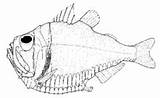 Hatchetfish Giant Wikipedia Drawing Gigas Gif sketch template