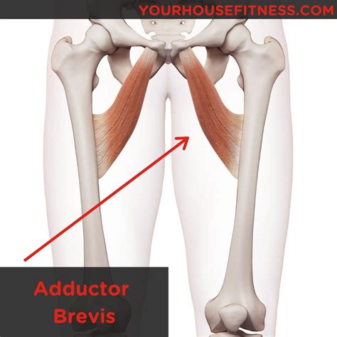 muscle breakdown adductor brevis