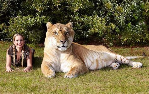 Meet 8 Cats Who Hold Guinness World Records