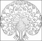 Peacock Coloring Pages Printable Print Kids Embroidery Color Patterns Peacocks Getcolorings Designs Vintage Choose Board Hand sketch template