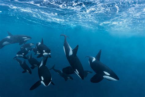 orcas feeding orcas art