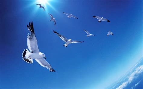 Top 50 Hình Ảnh Chim Đẹp Nhất Thế Giới Nhìn Là Mê Bst Hình Ảnh Về