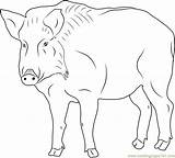 Boar Coloring Looking Pages Coloringpages101 Kids Color Online sketch template