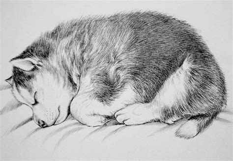 baby husky coloring pages yahoo image search results baby huskies