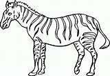 Coloring Zebra Pages Kids Printable Animals Grassland Sheet Colouring Color Print Crossing Animal Template Pdf Bestcoloringpagesforkids Search Popular Coloringhome Templates sketch template