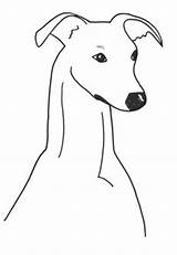 Whippet Galgo Coloriage Clipground Crafts Chiens Chiot Catégories Retriever Chiots Greyhound sketch template