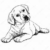 Labrador Retriever Cachorro Cane Disegno Hund Cucciolo Perro Liegend Grauen Ansicht Hintergrund Hintere Einem Achter Puppyhond Achtergrond Grijze Mening Pencil sketch template