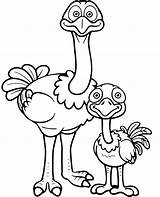Ostrich Coloring Adult Young Kids Ostriches sketch template