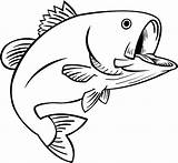 Bass Fish Coloring Pages Drawing Outline Fishing Drawings Trout Fun Clipart Clip Color Cliparts Jumping Water Cartoon Template Sea Book sketch template