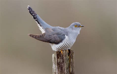 population decline  linked  migration route   common cuckoo  long distance