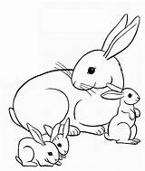 Coloring Family Bunny Pages Colouring Kids Printable Baby Dari Disimpan sketch template