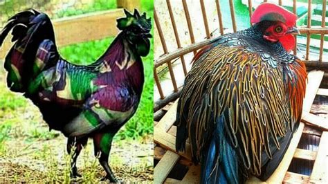 Jenis Ayam Mahal Di Indonesia Imagesee