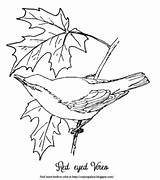 Vireo Eyed Red Coloring Color Maple Leaves Bird Tree Description sketch template