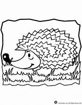 Hedgehog Coloring Pages Kids Print sketch template