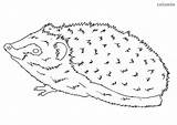 Igel Hedgehog Malvorlage Colomio Schlafender sketch template