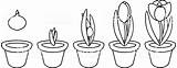 Coloring Cycle Life Bulb Growth Crocus Plant Pages Bulbs Planting Flower Stages Istockphoto sketch template