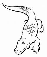 Coloring Pages Crocodile Color Kids Print Printable Crocodiles Animal Clipart Alligator Animals Sheets Drawing Aligator Library Clip Side Found Popular sketch template
