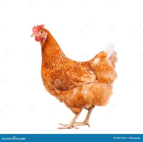 chicken stock   royalty  stock