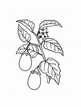 Eggplant sketch template