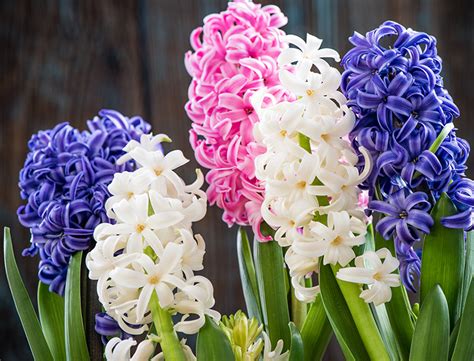 hyacinth guide   grow care  hyacinthus orientalis