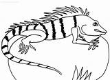 Iguana Leguan Cool2bkids Ausmalbild sketch template