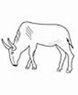 Gnu Coloring Animals Color Pages sketch template