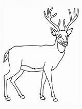 Deer Coloring Animal Printable Sheet sketch template