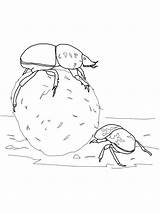 Escarabajos Colorare Scarabeo Disegni Beetle Dung Peloteros Flightless Insectos Printmania sketch template