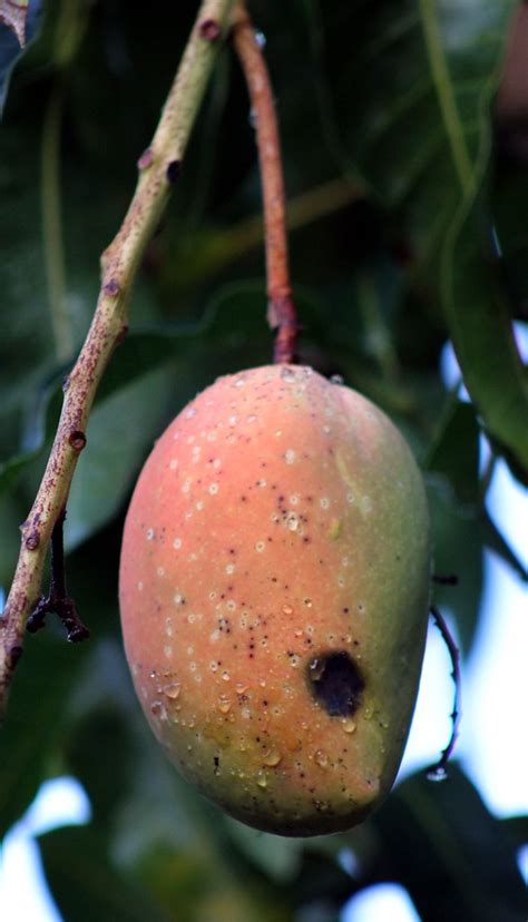 mango  cogshall  cogshall belongs    generation flickr