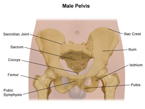 Pelvis Problems Johns Hopkins Medicine