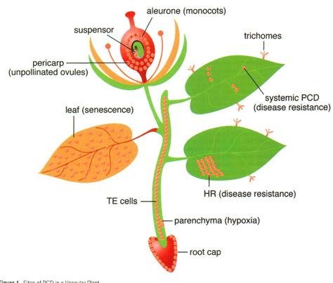 figure   programmed cell death  plants semantic scholar