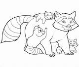 Raccoon Coloringbay sketch template